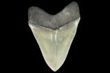 Serrated, Fossil Megalodon Tooth - South Carolina #129447-1